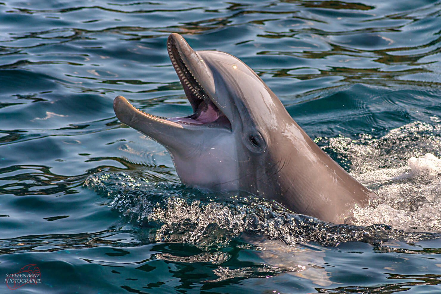 Dolphin Swimming In Sea