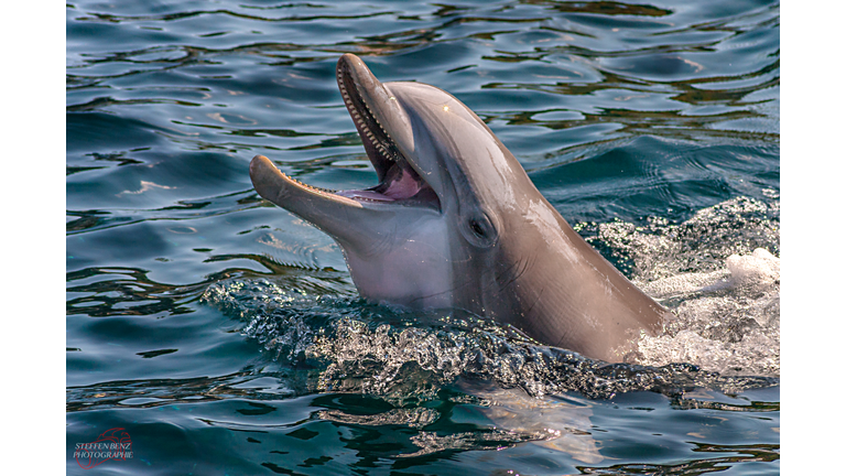 Dolphin Swimming In Sea