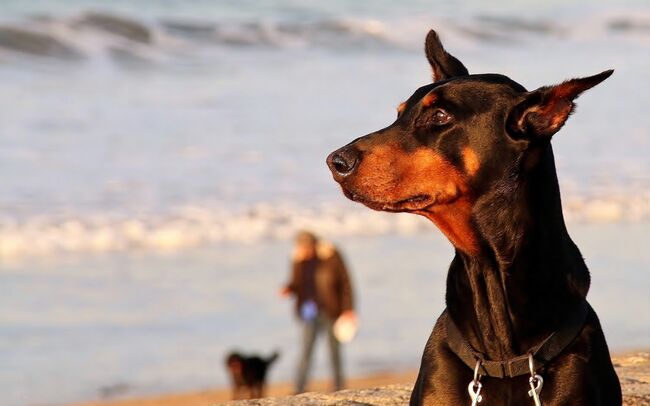 Close-Up Of Doberman Pinscher On Beach