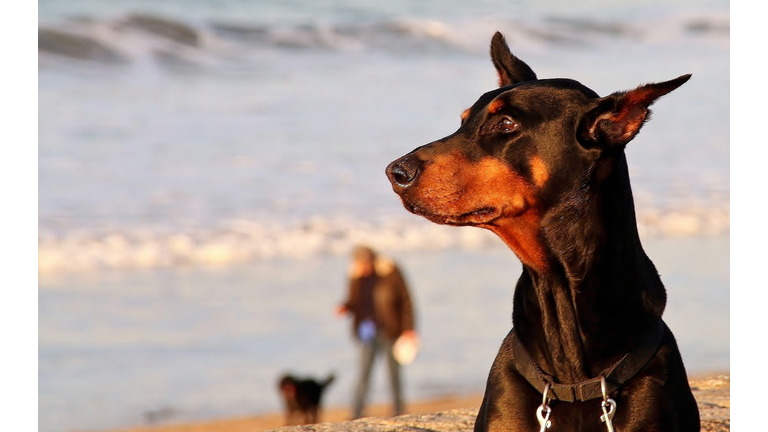 Close-Up Of Doberman Pinscher On Beach