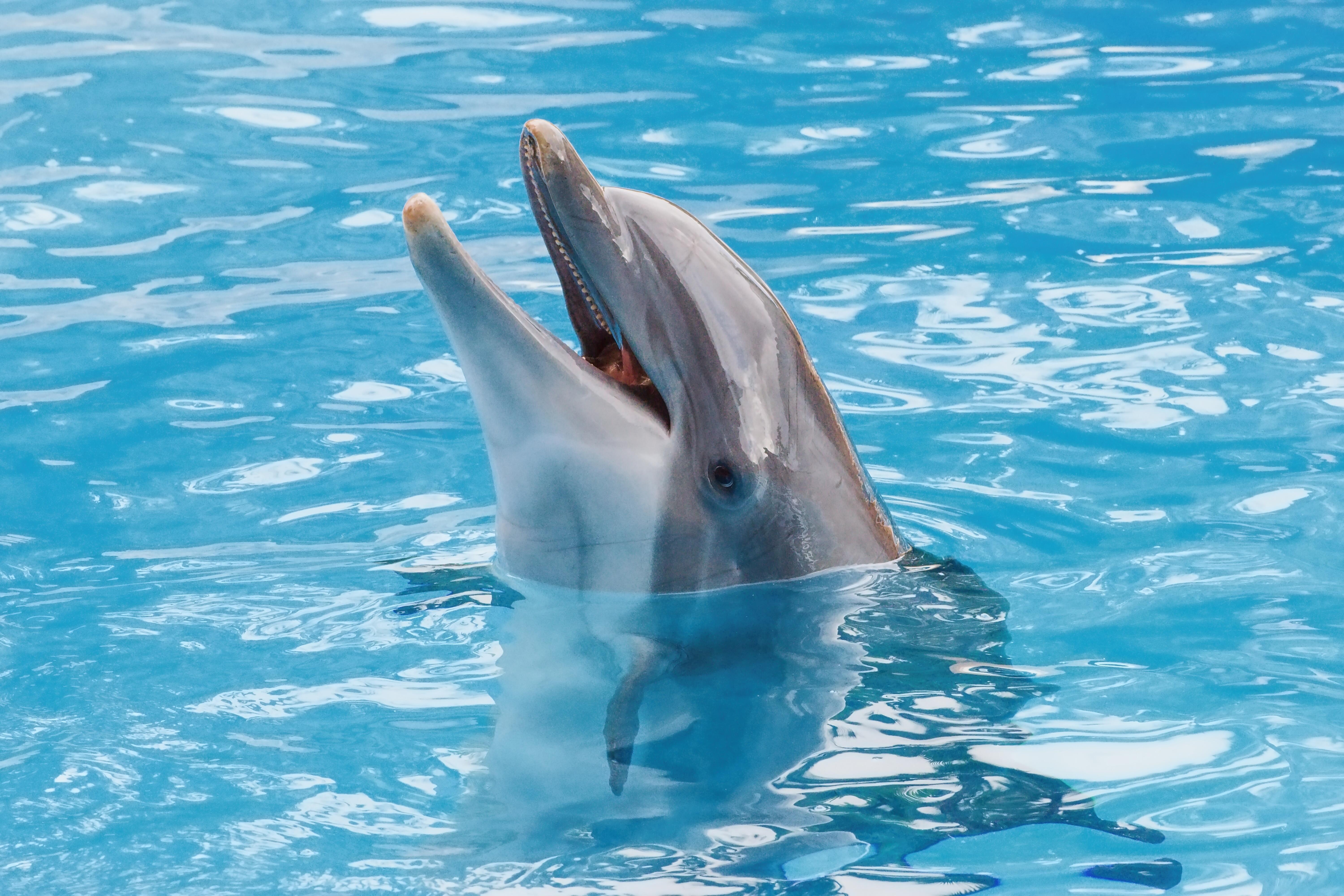 Clearwater dolphin makes his Super Bowl prediction