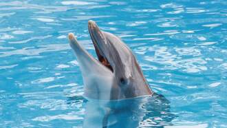 Dolphin Attacks Trainer At Miami Seaquarium 
