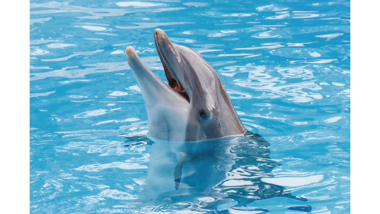 Bootlenose dolphin on the blue surface smiling