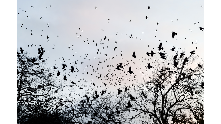 crows gathering at dusk in bare winter twilight trees
