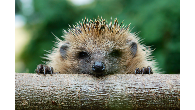 The European hedgehog (Erinaceus europaeus)