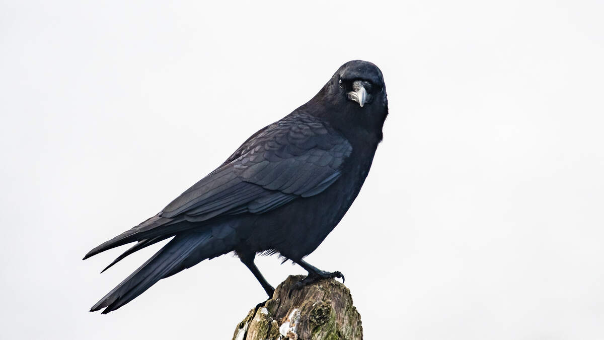 Reddit User Befriends Crows Who In Turn Help By Getting Back At Bully  Neighbors - I Can Has Cheezburger?