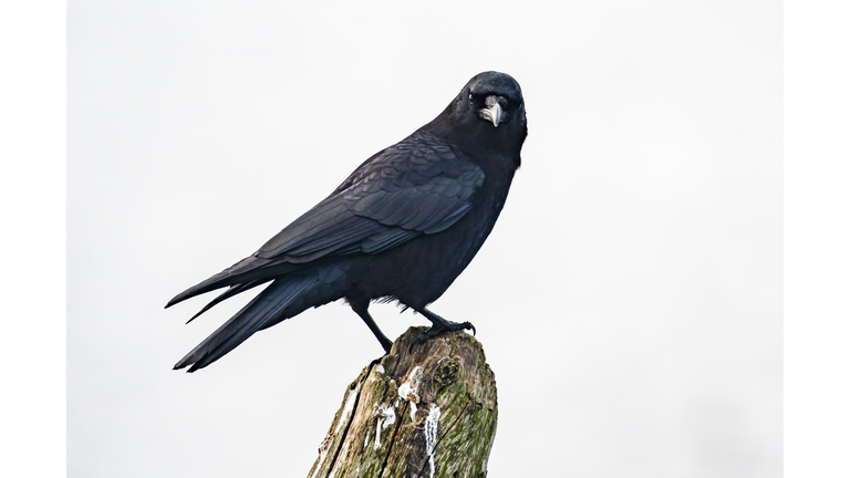 Crow perched on a wooden post, British Columbia, Canada