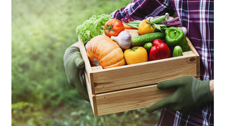 Farmer holds in hands wooden box with vegetables produce in garden. Fresh and organic food.