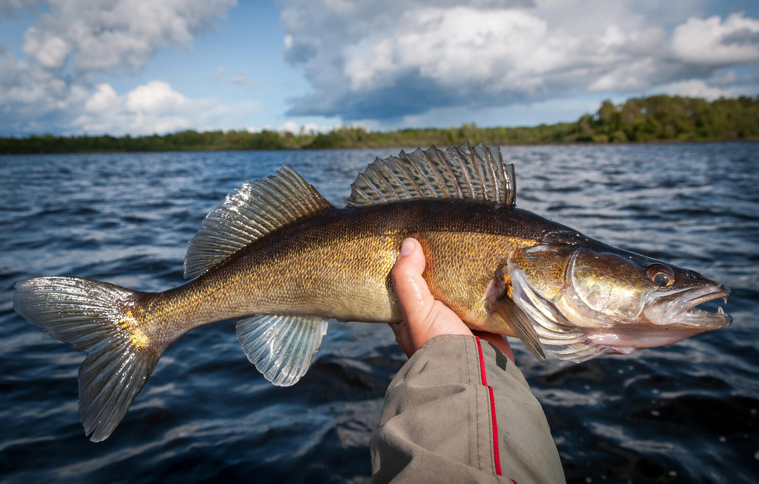 Walleye in angler hands