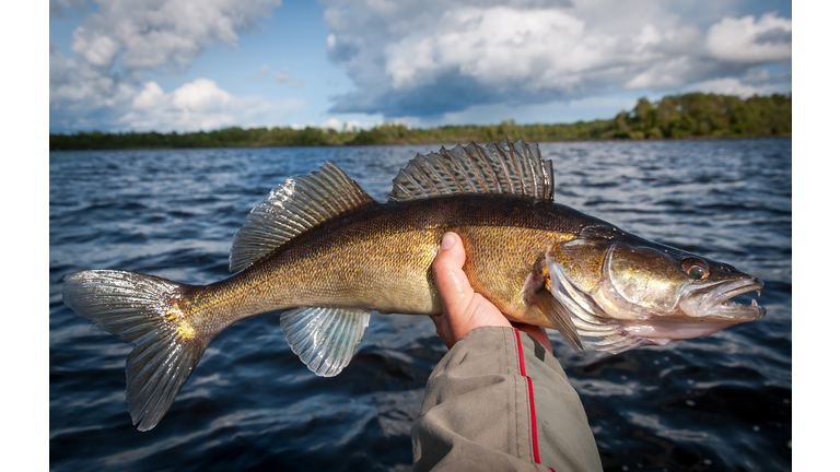 Walleye in angler hands