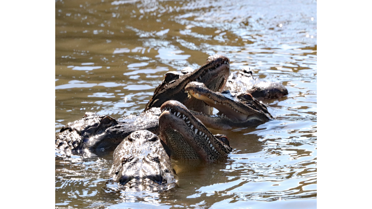 Alligator feeding frenzy