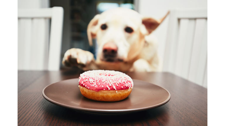 Mischievous dog in home kitchen