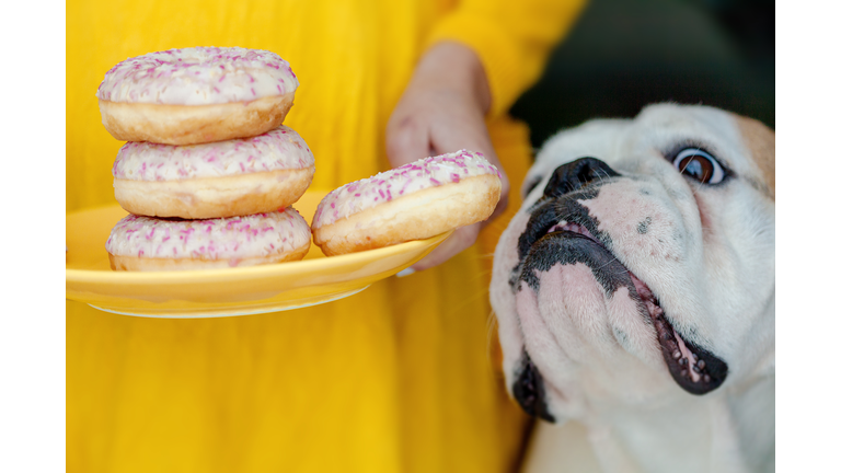 english bulldog begging for Donuts