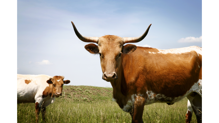 Longhorn steer in grassy field under blue sky