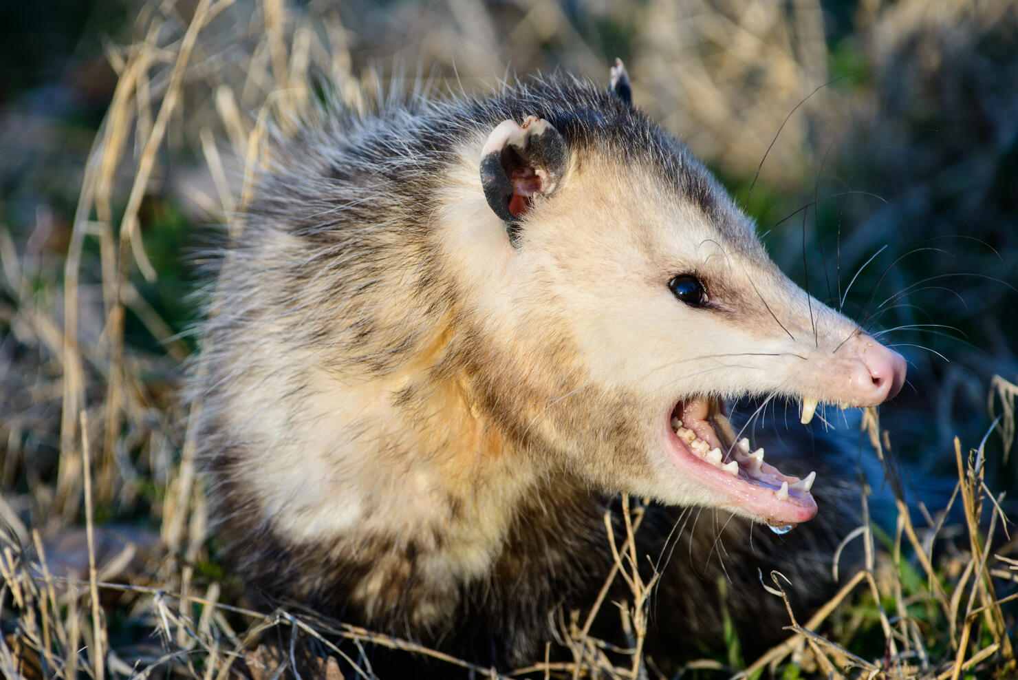 fierce possum
