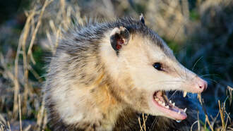 Fierce Possum Dragged Out Of Texas Football Game After Hilarious Encounter