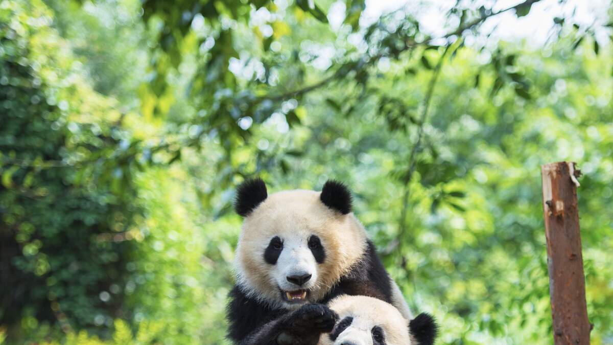 WATCH: Two Pandas Attack Zookeeper In Front Of Shocked Onlookers