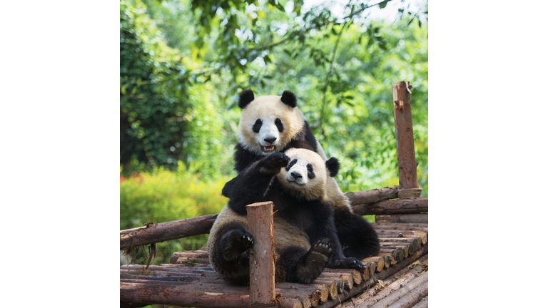 Giant panda