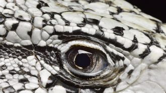 Lizard Man, Reptoids, &  Mutilations