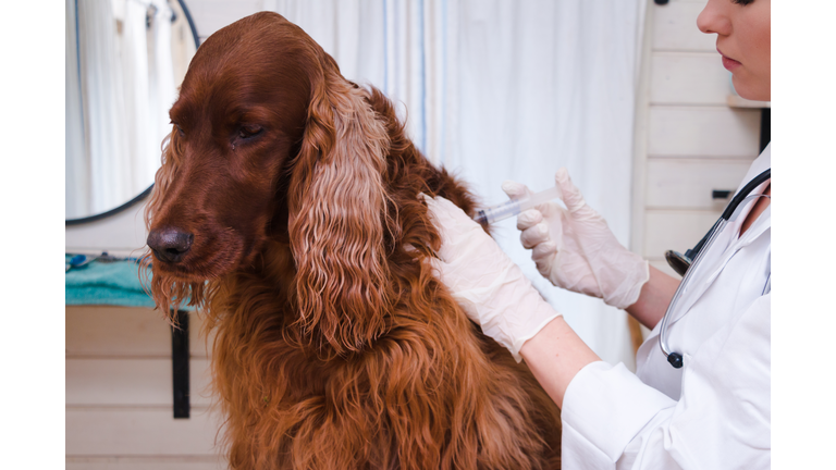 Dog vaccinated by veterinarian