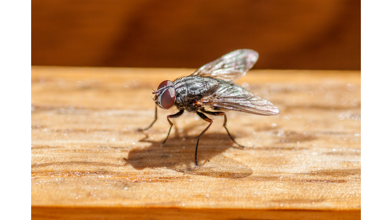 Sarcophagus Fly