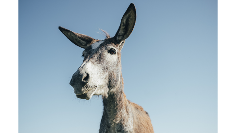 Low Angle View Of Donkey Standing Against Blue Sky