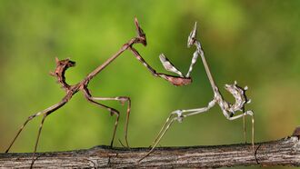 Bugs, Scary Moments & the Future