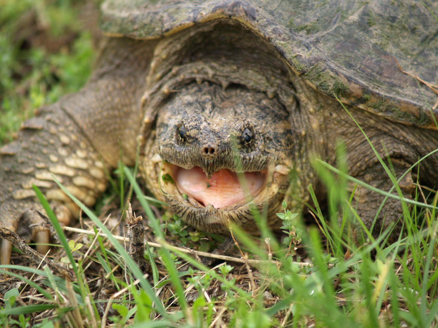 Angry Snapping Turtle