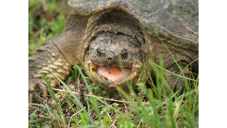 Angry Snapping Turtle