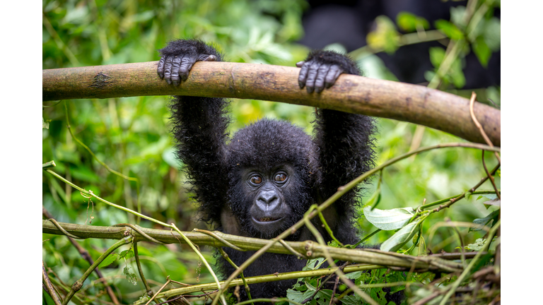 A baby gorila inside the Virunga National Park