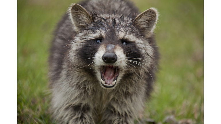 Fierce raccoon baring teeth in grass