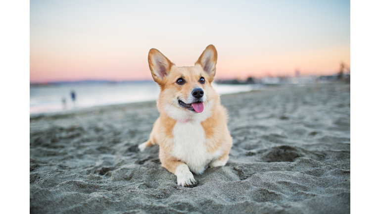 Dog Relaxing on Beach at Sunset
