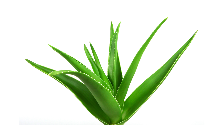 Aloe vera plant