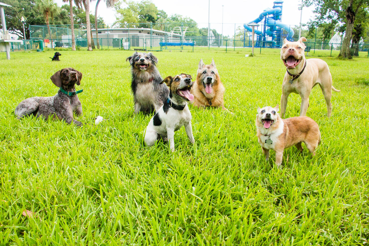 What are the Twin Cities' most popular dog breeds? And what are the dogs'  names?