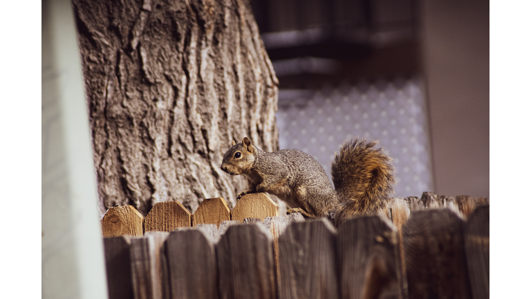 Pizza Squirrel