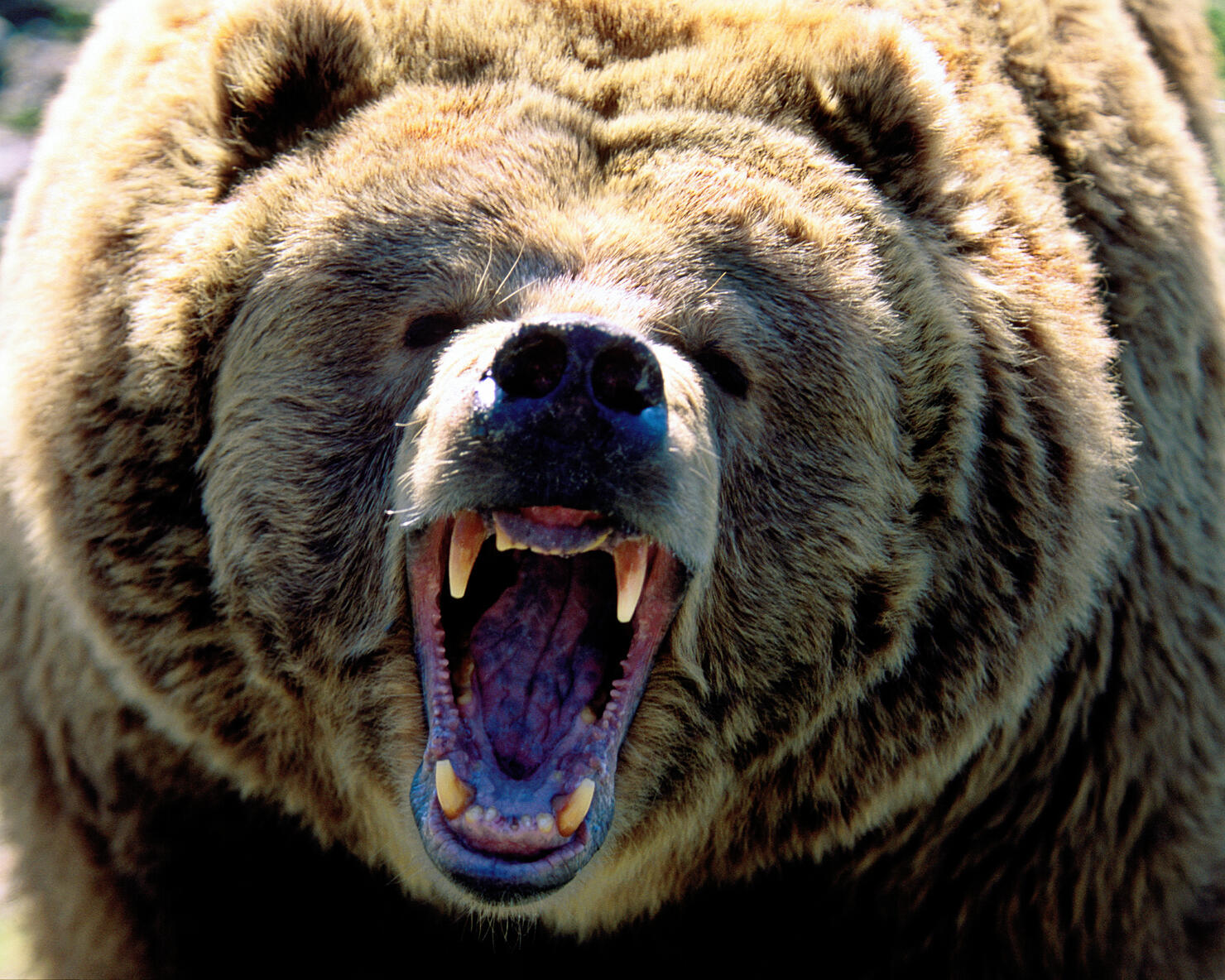 Grizzly bear (Ursus arctos horribilis) roaring, close up