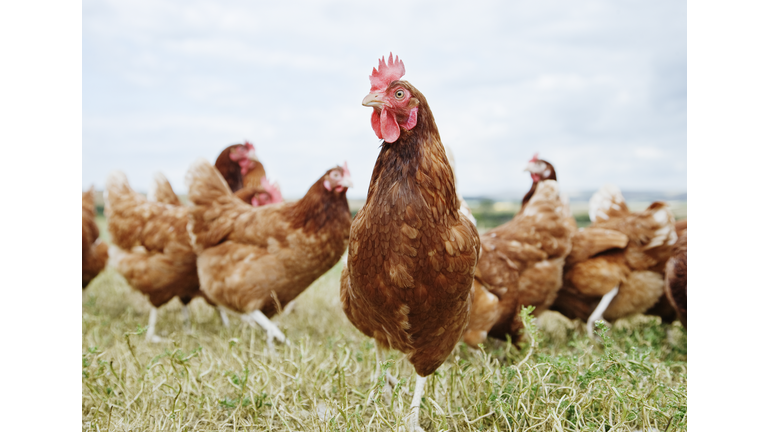 Chickens standing in field