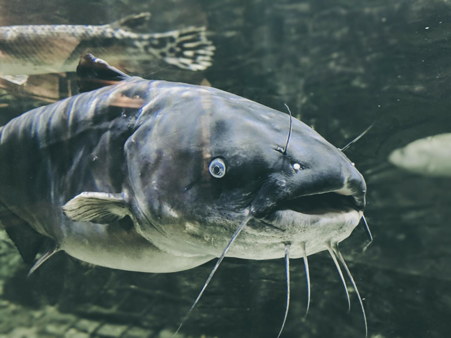 Large Catfish