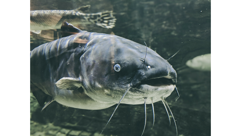 Large Catfish