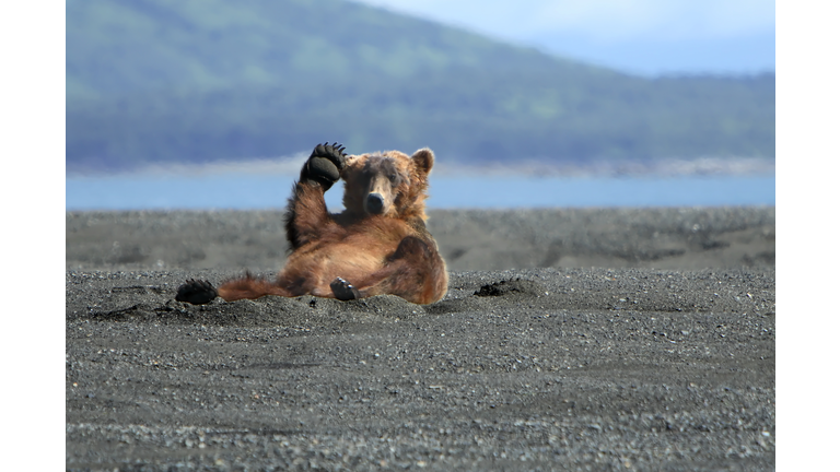 Alaskan Coastal Brown bear waving