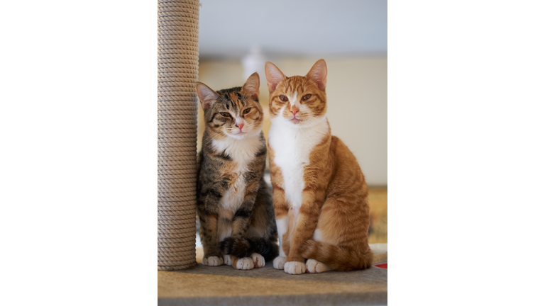Portrait of Two Young Cats