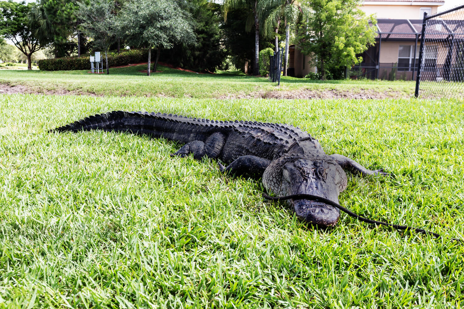 Animals: 11 foot Alligator residential neighborhood