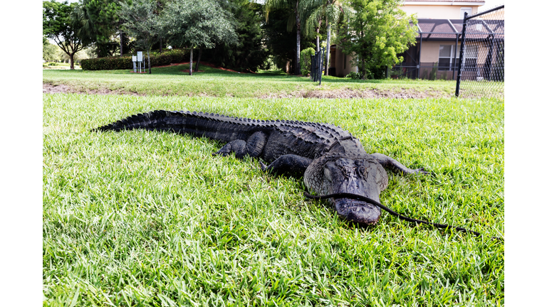 Animals: 11 foot Alligator residential neighborhood
