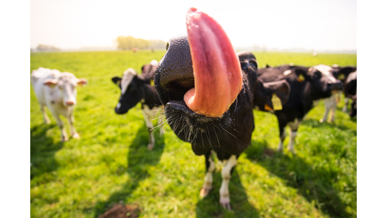 Licking Cow