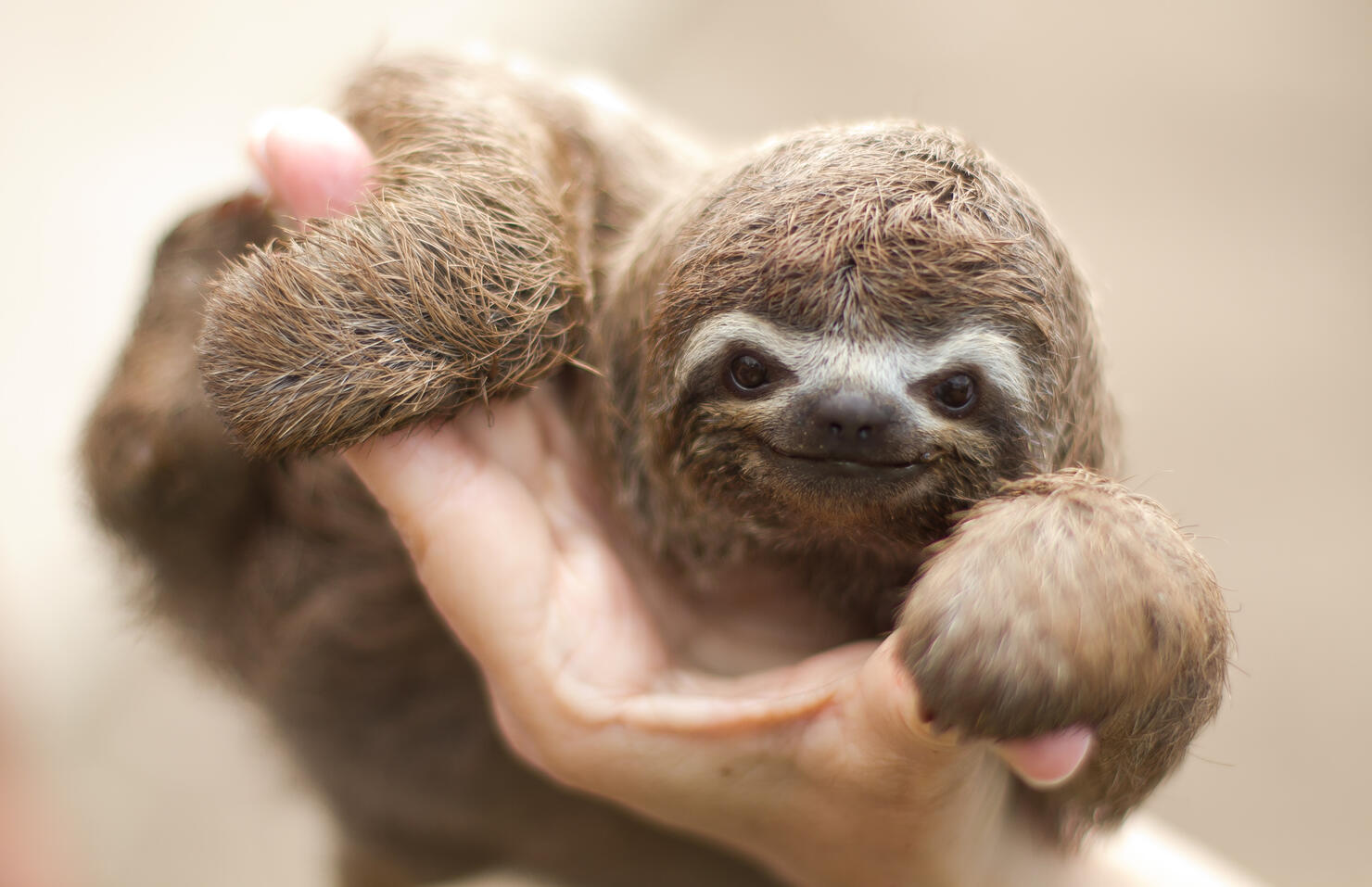 Bradypus tridactylus