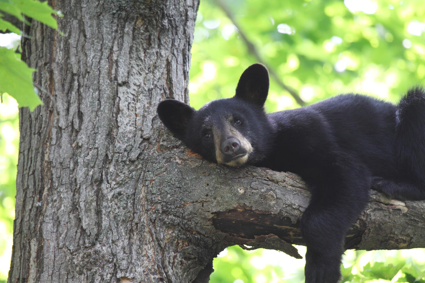 Tired Black Bear Cub