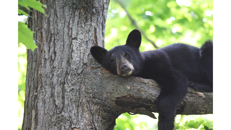 Tired Black Bear Cub