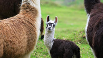 Petting Zoo Investigated For Infectious Outbreak In New Mexico
