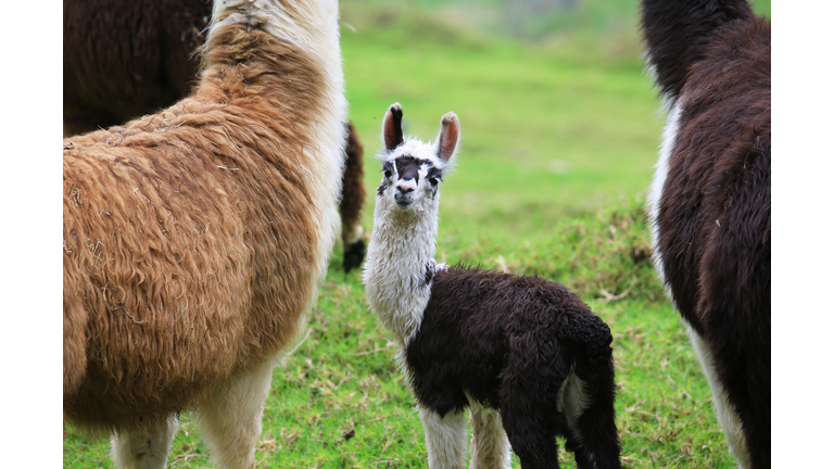Alpaca baby with his mother