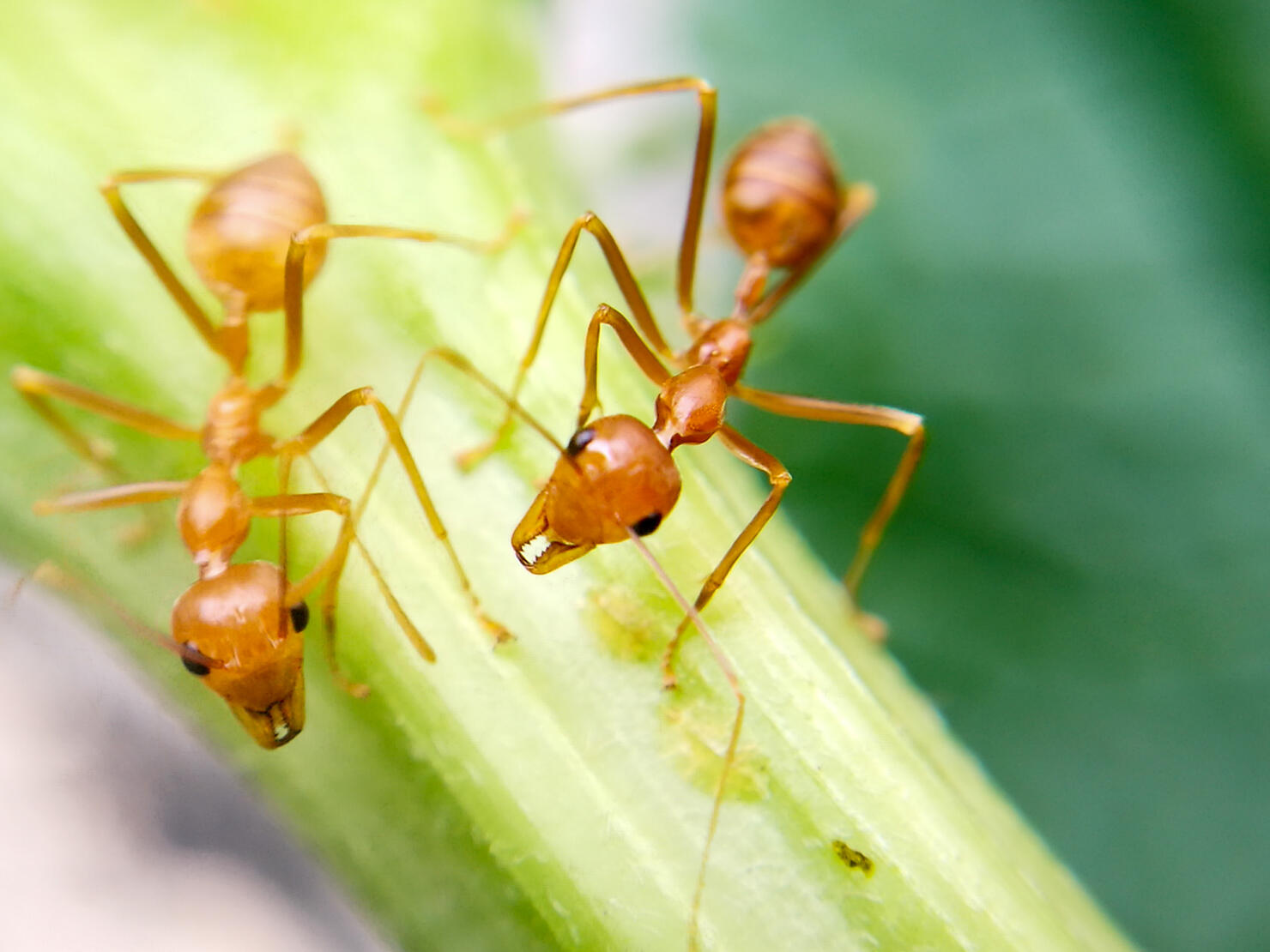 StrangeScience How Many Ants Are In The World? iHeart